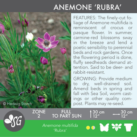 Live Plant - Anemone, Rubra