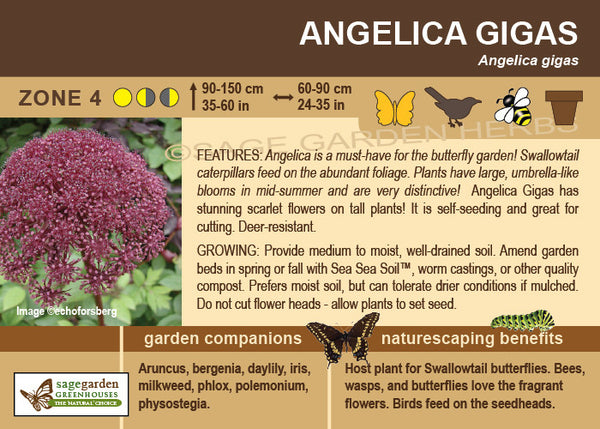 Angelica gigas (Live Plant)