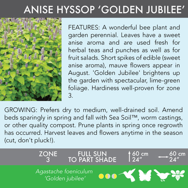 Live Plant - Anise Hyssop 'Golden Jubilee'
