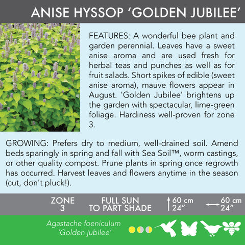 Live Plant - Anise Hyssop 'Golden Jubilee'