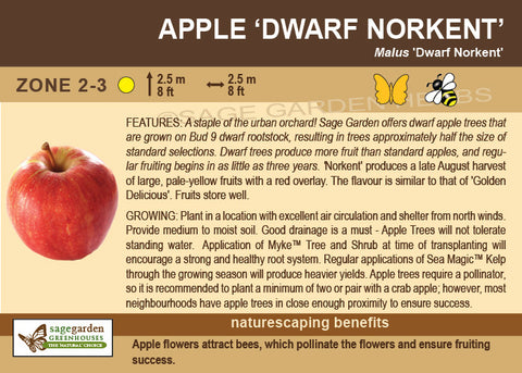 (orchard) Apple, Dwarf 'Norkent' - Mid-Summer SALE