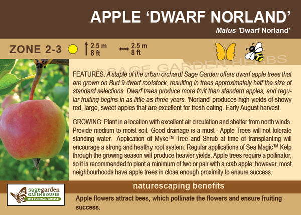 Apple, Norland Dwarf (7-gallon)