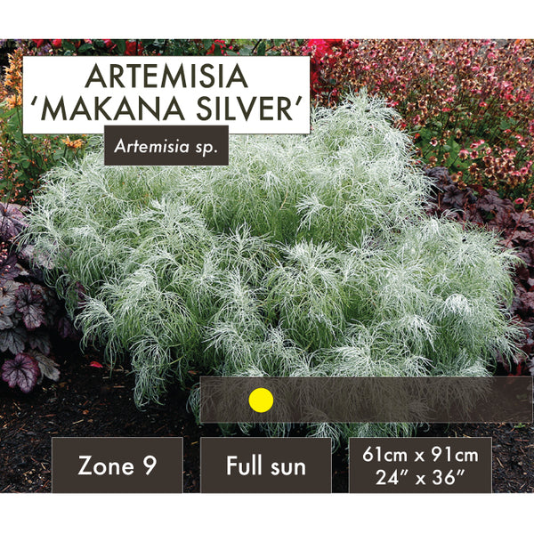 Live Plant - Artemisia, Makana Silver