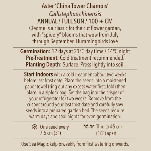 Seeds - Aster (China), Tower Chamois OG (SGH)