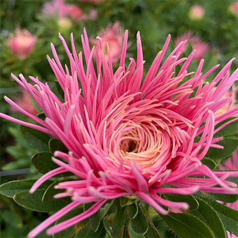 Aster (China), Hot Pants (Organically Grown Seeds)