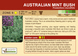 Australian Mint Bush (Live Plant)