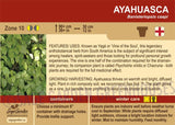 Ayahuasca (Banisteriopsis caapii) - Live Plant