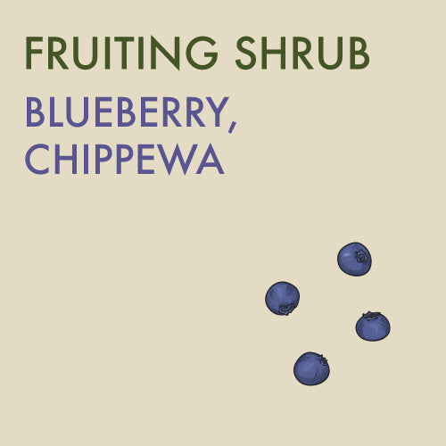 Blueberry, Chippewa - 1 -gallon