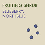 Blueberry, 'Northblue'  - 1-gallon ORCHARD PREORDER FOR LATE MAY 2024