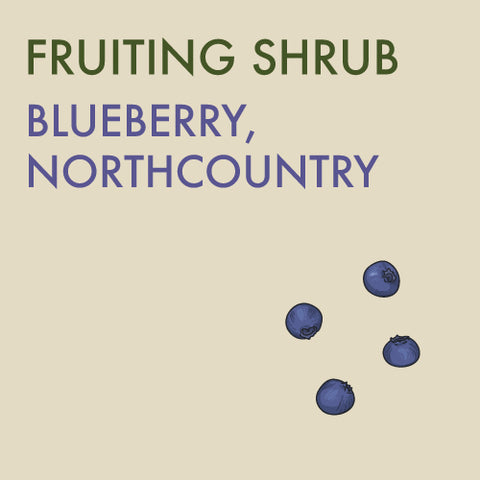 Blueberry, Northcountry - 1 -gallon