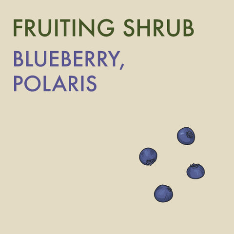 Blueberry, 'Polaris'  - 1-gallon ORCHARD PREORDER FOR LATE MAY 2024