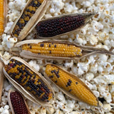 Seeds - Corn, Unexpected Revelations Baby & Popcorn V1 OG (F)