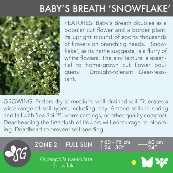 Live Plant - Baby's Breath, Snowflake