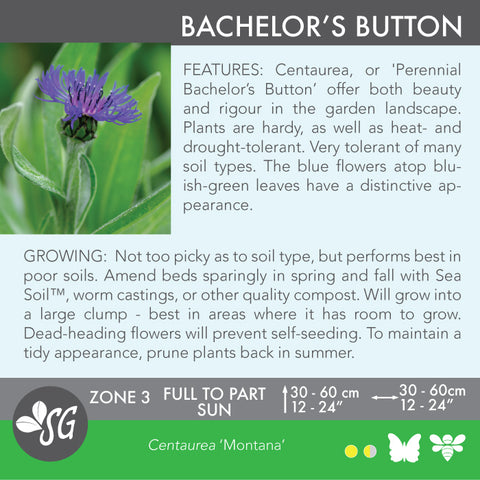 Live Plant - Centaurea, Bachelor's Button