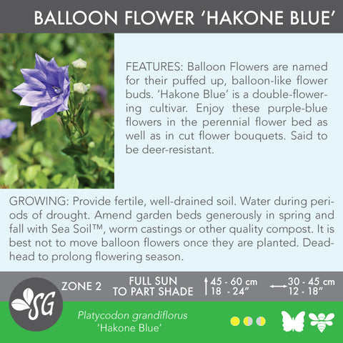 Live Plant - Balloon Flower, Hakone Blue