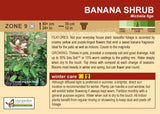 Banana Shrub (Live Plant)