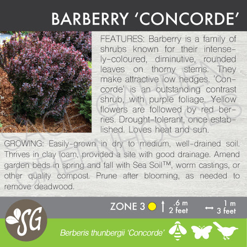 Live Plant -  Barberry, Concorde