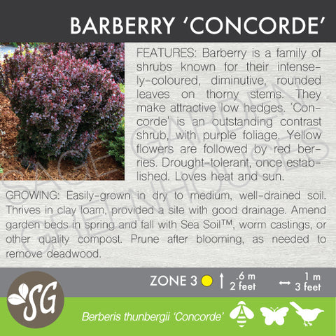 Landscape Trees & Shrubs