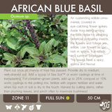 Live Plant - Basil, African Blue
