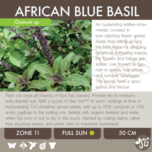 Live Plant - Basil, African Blue