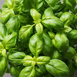 Organic Genovese Basil at Sage Garden