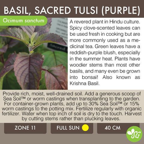 Live Plant - Basil, Tulsi (Purple)