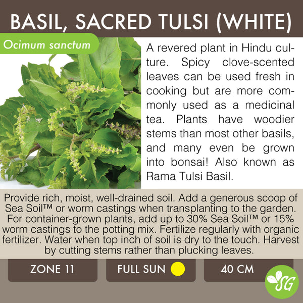 Live Plant - Basil, Tulsi (White Form)