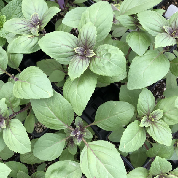 Live Plant - Basil, African Blue