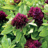 Pollinator Plant Collection - Set of 5 in root developer pots