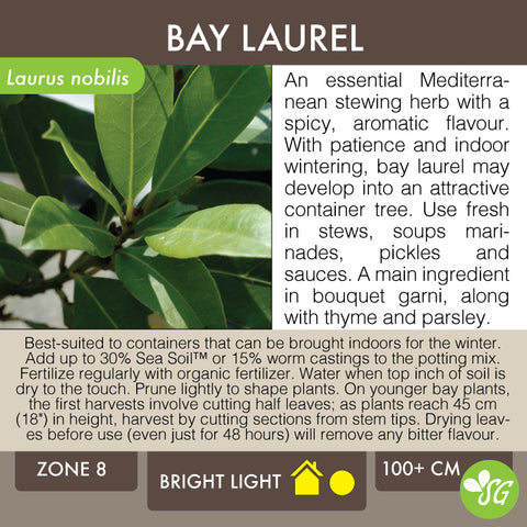 Live Plant - Bay Laurel