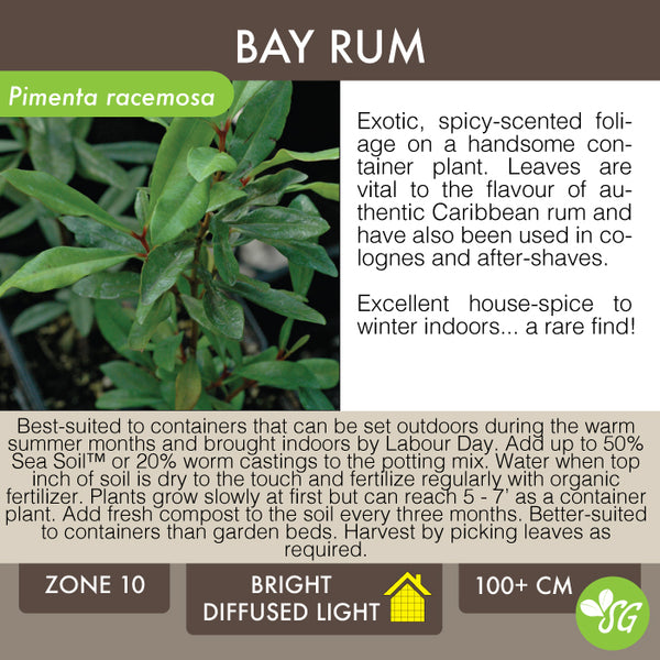 Live Plant - Bay Rum