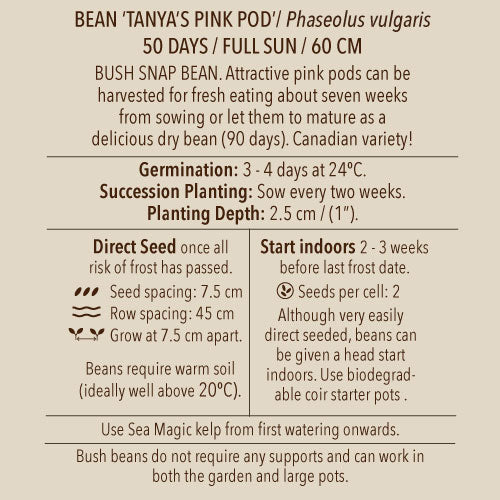 Seeds - Bean (Bush), Tanya's Pink Pod (Bush Snap) OG (SGH)