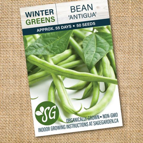 Organic Bean 'Antigua Bush' - 50 seeds