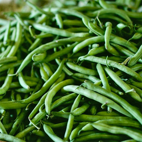 Seeds - Bean, Jade (Bush Snap) OG (F)