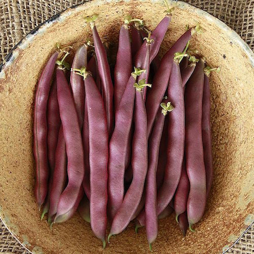 Organic Seeds - Bean, Red Swan Bush OG | Sage Garden