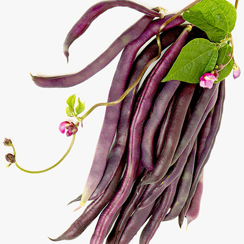 Bean (Bush), Royalty Purple Pod - Organically Grown Seeds