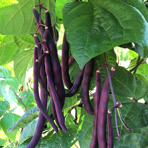 Seeds - Bean (Pole), Trionfo Violetta (Pole Snap) OG (SGH)