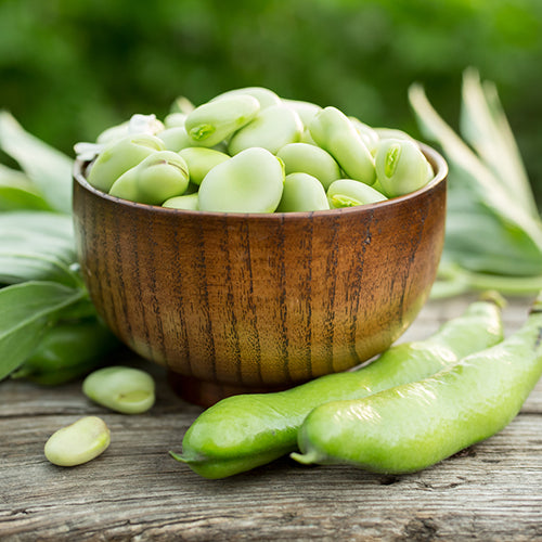 Bean (Bush), Windsor Fava (Organically Grown Seeds)