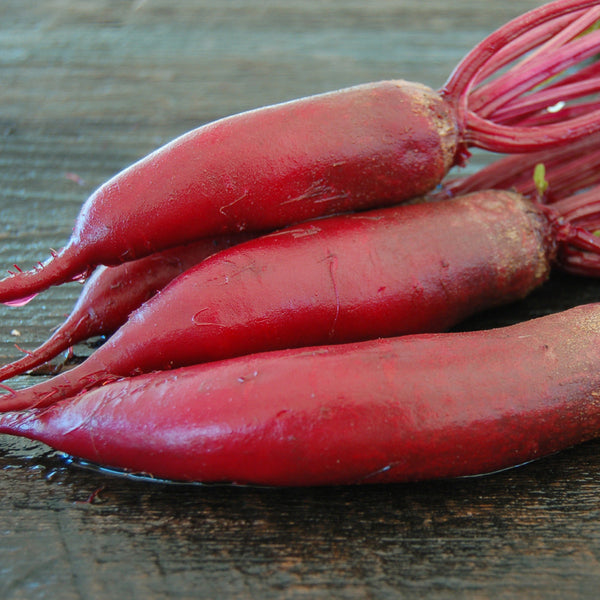 Beet, Cylindra Organic