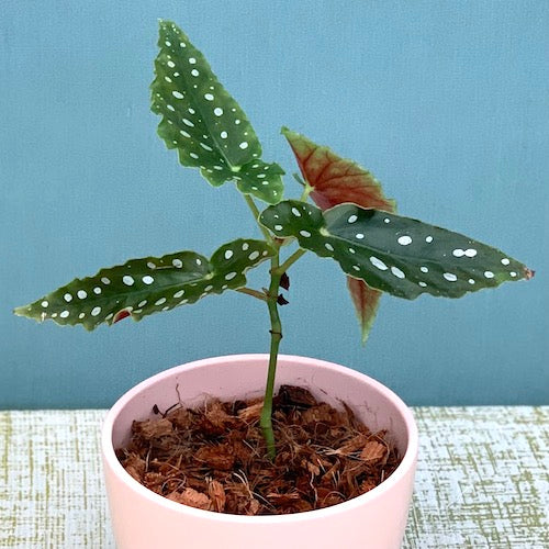 Live Plant - Begonia Maculata