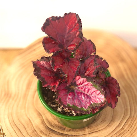 Rex Begonia Shadow King Pink - Live Plant