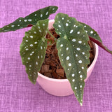 Live Plant - Begonia Maculata
