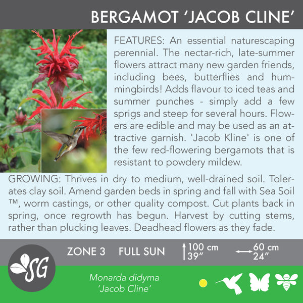 Live Plant - Bergamot, Jacob Cline (Bee Balm)