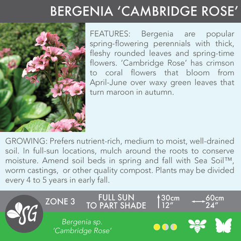 Live Plant - Bergenia, Cambridge Rose