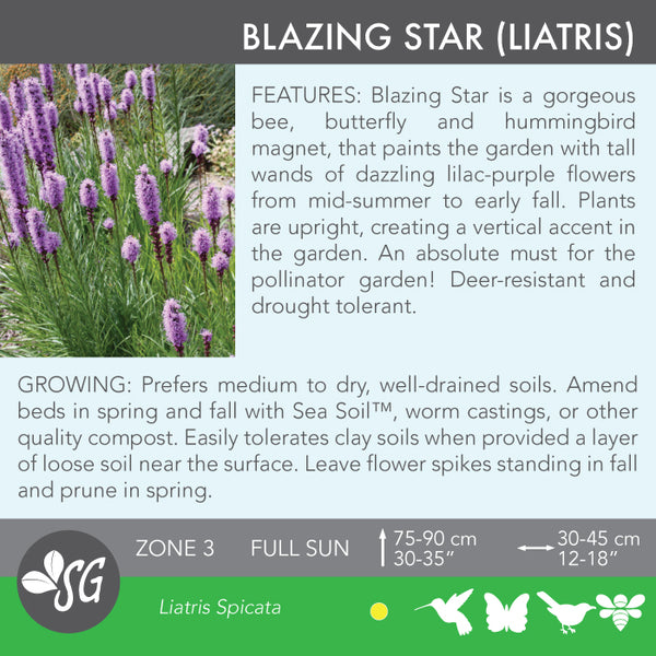 Live Plant - Blazing Star (Liatris), Purple (spicata)