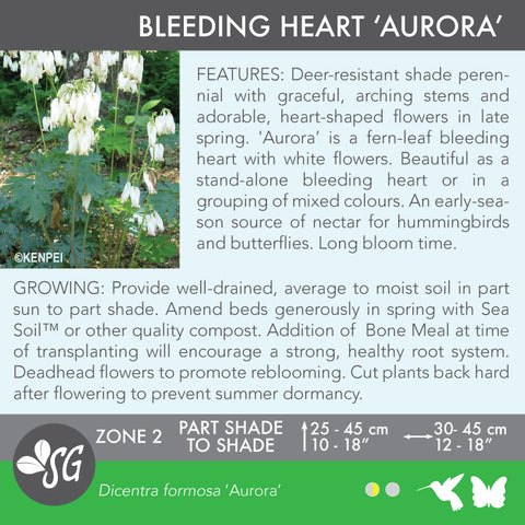 Live Plant - Bleeding Heart, Aurora