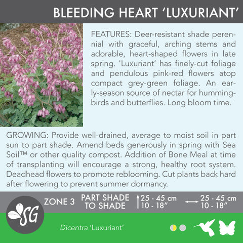 Live Plant - Bleeding Heart, Luxuriant