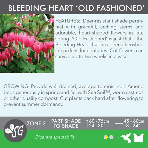 Live Plant - Bleeding Heart, Old Fashioned (Common Pink)