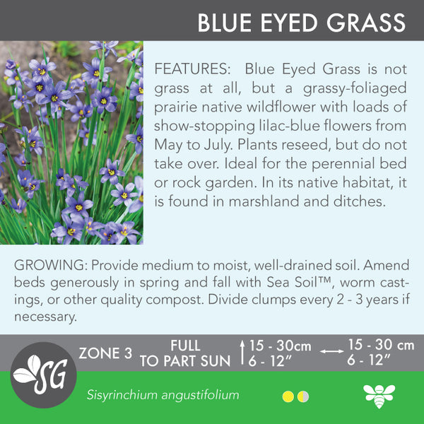 Live Plant - Blue Eyed Grass