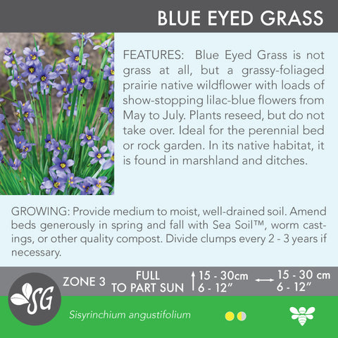 Live Plant - Blue Eyed Grass